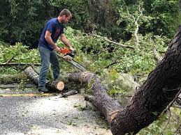  , OK Tree Services Pros